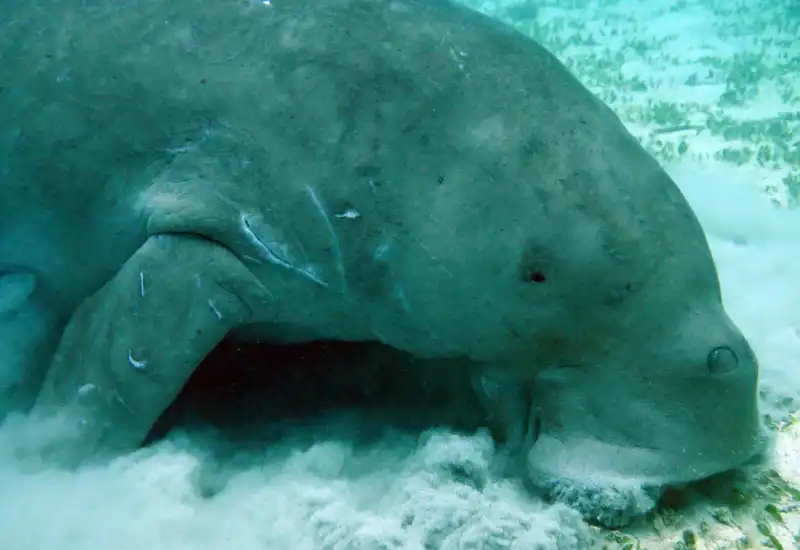 Dugongs