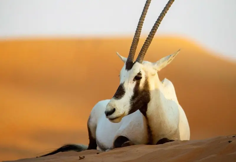 Qatar national anamial oryx