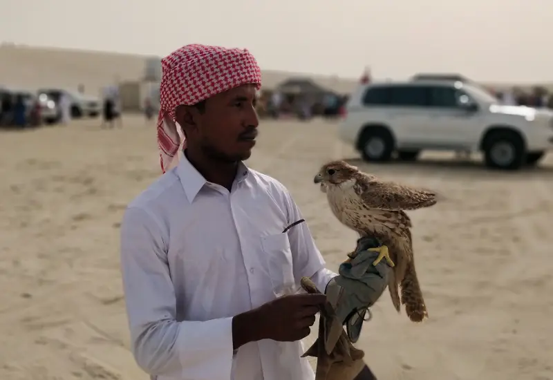 falconary in Qatar