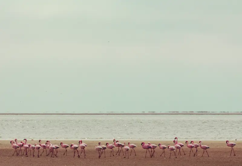 qatar pink flamingo