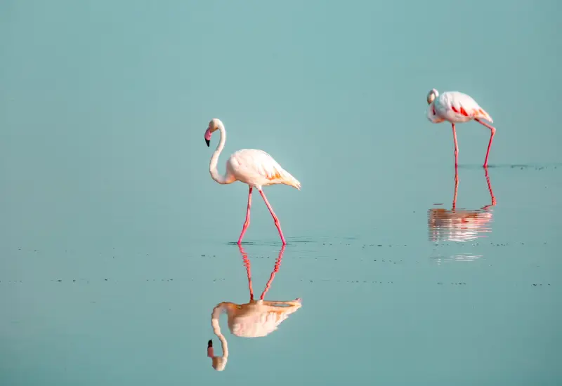 Qatar flamingos