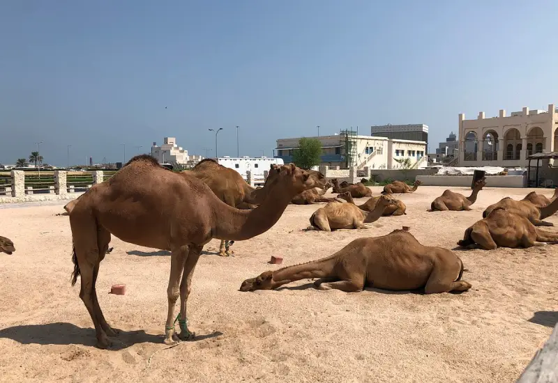 camel riding doha
