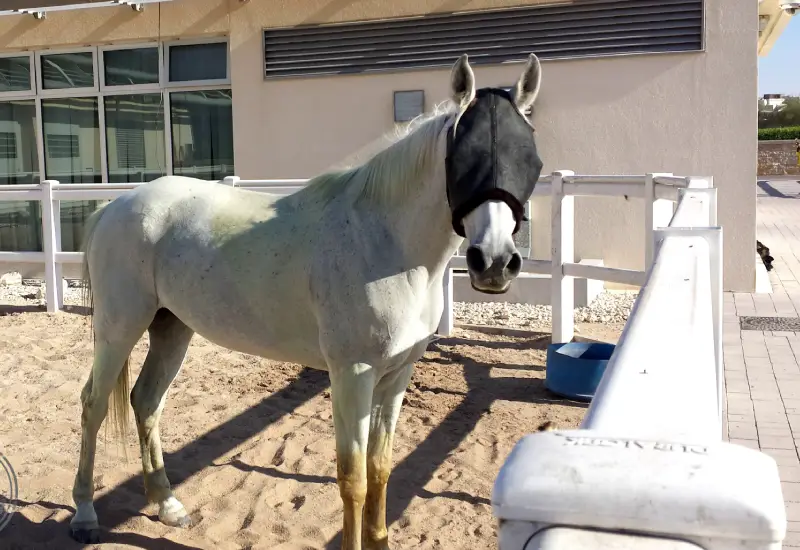 Education city horse riding