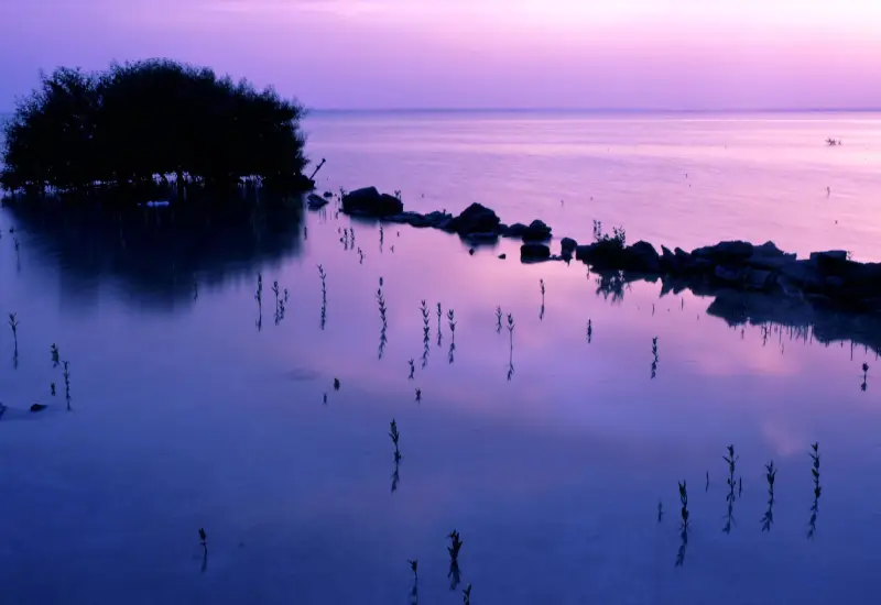 purple island doha