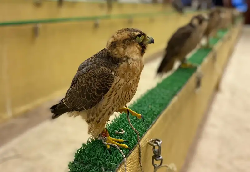 souq waqif falconary