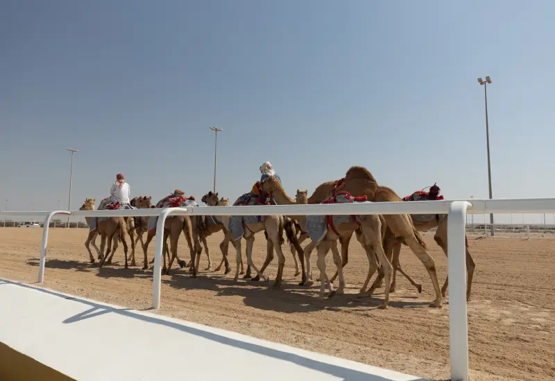 camels in Doha