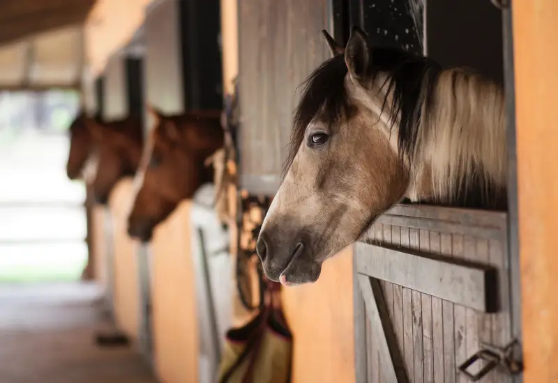 horses