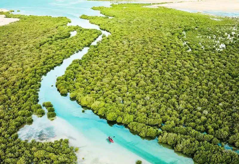 Al Thakira Mangroves