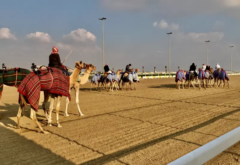 Doha camel race track