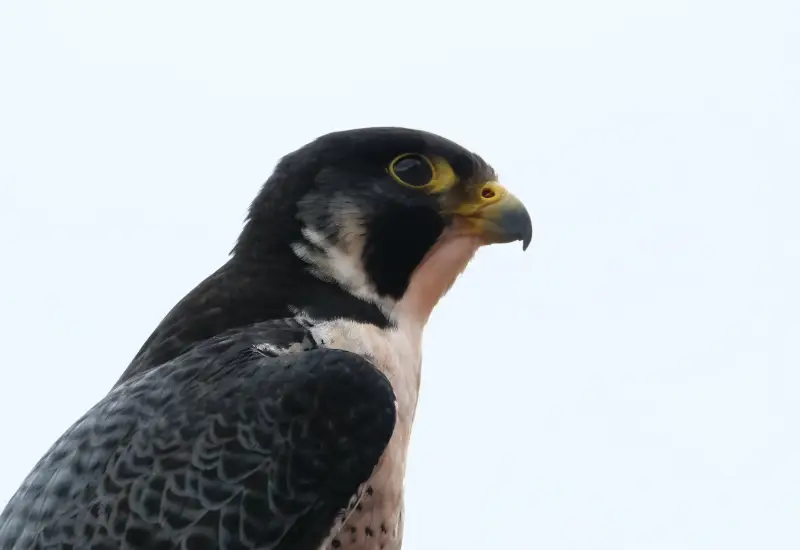 falcon in arab culture