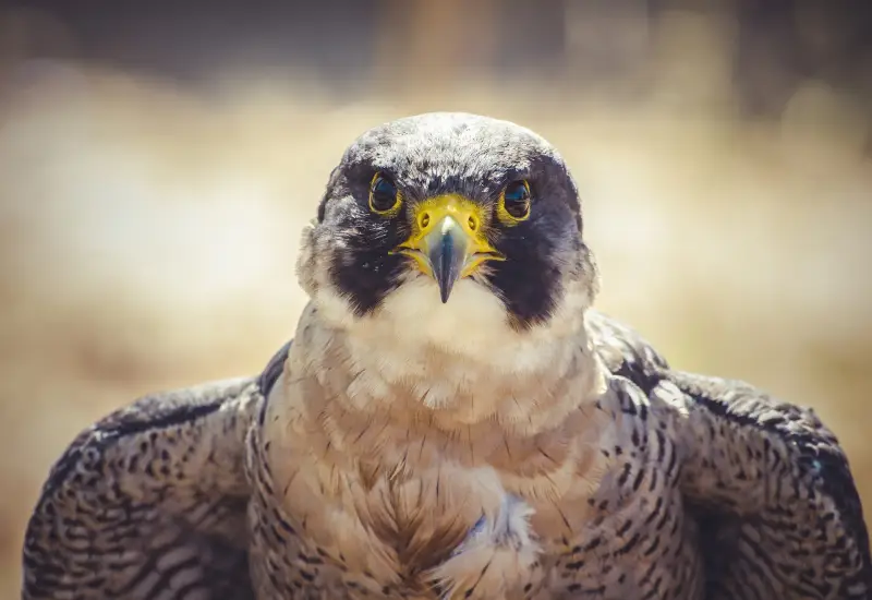falcon souq