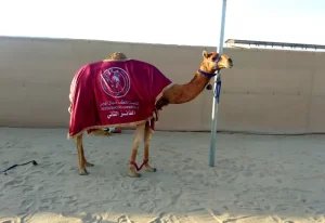 Shahaniyah Camel Race Track Tickets