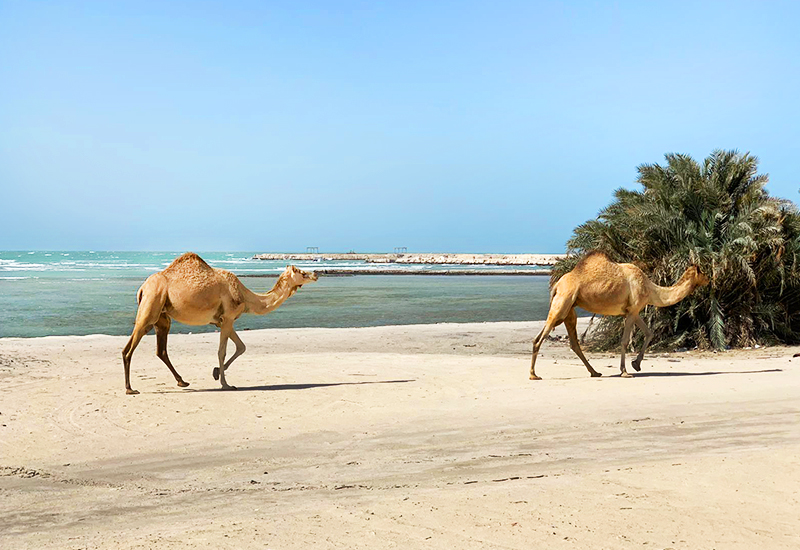 umm bab beach qatar