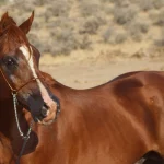 Arabian Horse (characteristics, Height, history, colors)
