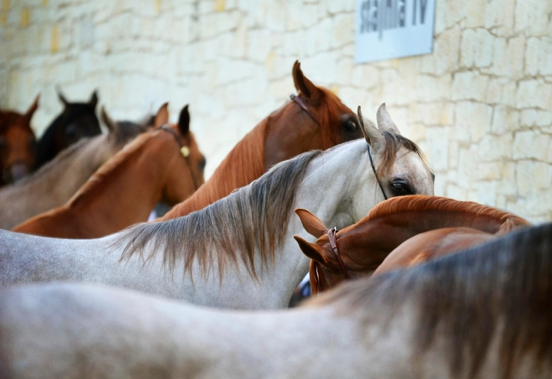 arabian horse colors