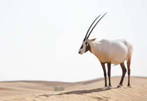 Arabian Oryx