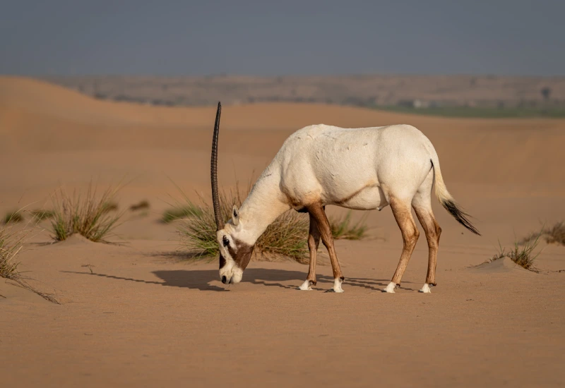 Arabian Oryx Diet