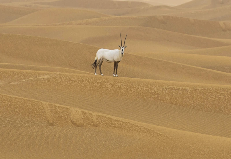 Arabian Oryx Facts