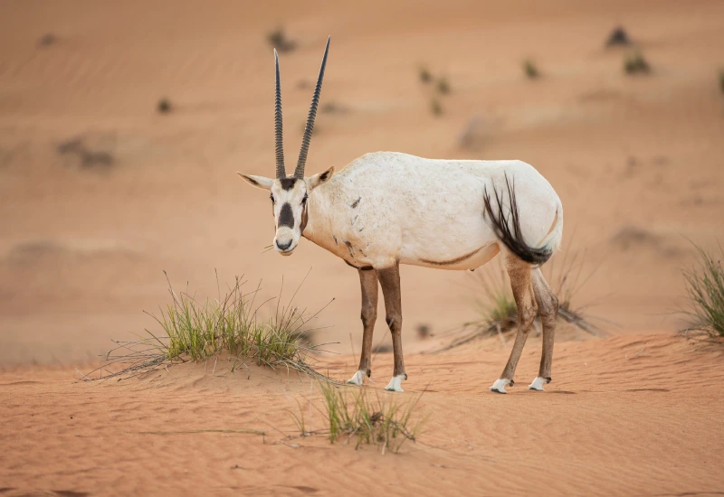 Arabian Oryx Habitat