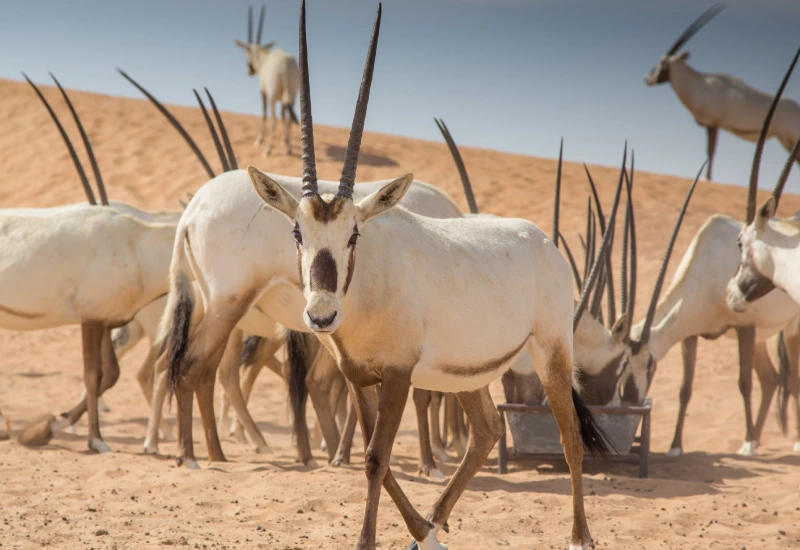 Arabian Oryx Protected Area