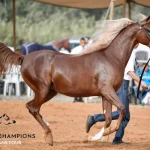The Global Champions Arabians Tour 2025