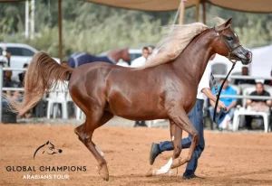 Global Champions Arabians Tour 2025