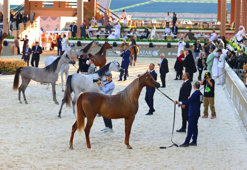 Global Champions Arabians Tour 2025 Location