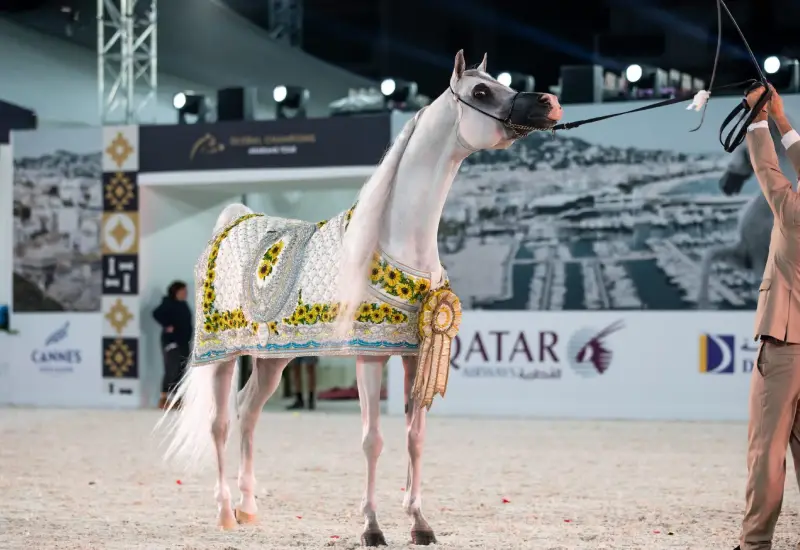 global champions tour qatar